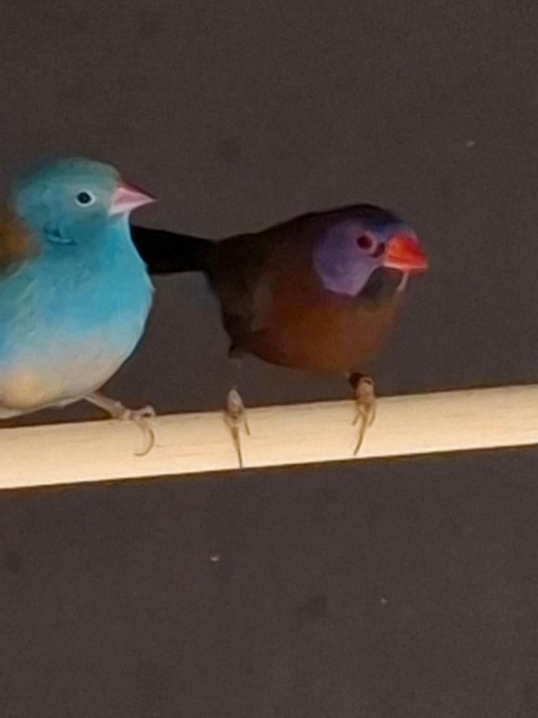 Granaatastrilde, Mannelijk, Tropenvogel, Geringd