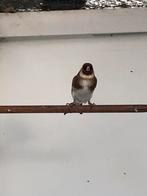 Grote distelvinken.an, Wildzangvogel