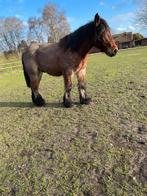 Trekpaard hengst, Animaux & Accessoires, Chevaux, Étalon