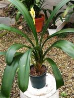 CLIVIA MINIATA – 1 stek – Sint-Jozefplant, Ophalen, Overige soorten, Halfschaduw, In pot