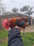 Ardenner kriel haantje, Dieren en Toebehoren, Pluimvee, Mannelijk, Kip
