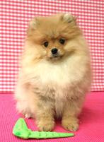 Des chiots de Poméranie super mignons !, Animaux & Accessoires, 15 semaines à 1 an, Étranger, Loulou, Hépatite contagieuse (maladie de Rubarth)