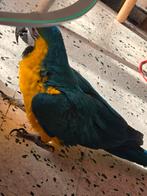 Ara aruana + 500€ contre voiture, Autos, Achat, Particulier, Série 3