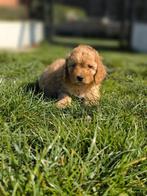 De magnifiques chiots Cockapoo sont nés chez nous !, Taille moyenne, Plusieurs, Hépatite contagieuse (maladie de Rubarth), Belgique