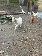 Moeder geit met lammetje, Geit