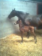 fokmerrie, 11 ans ou plus, Avec pedigree, 170 à 175 cm, Jument