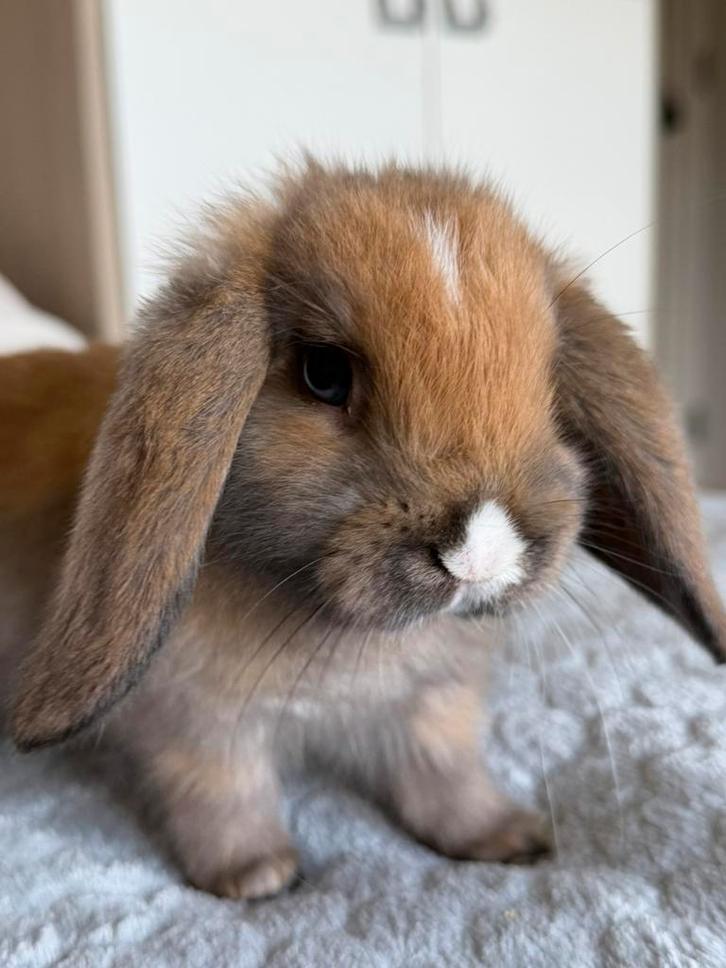 Tam Nederlandse hangoor dwergkonijntje, Dieren en Toebehoren, Konijnen, Dwerg, Meerdere dieren, 0 tot 2 jaar, Hangoor