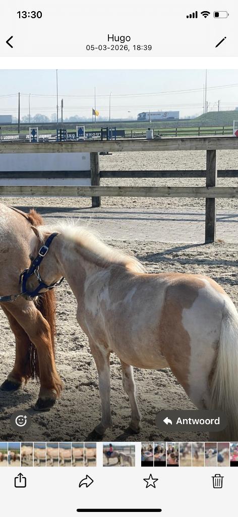 Mini Falabella 82 cm 4 jaar ruin super mooi, Dieren en Toebehoren, Paarden, Ruin, 3 tot 6 jaar