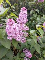 lichte paarse stekken in pot 5€, Enlèvement