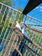 Te koop: 2 wit - blauwe duiven eind 2025, Geslacht onbekend