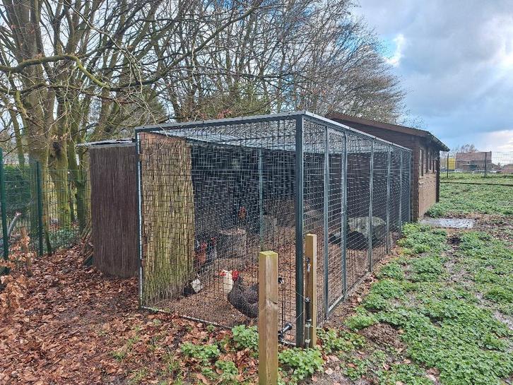 Kippenren, Dieren en Toebehoren, Pluimvee | Toebehoren, Zo goed als nieuw, Kippenhok of Kippenren, Ophalen