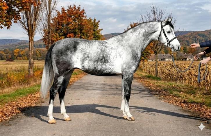 Paard, Dieren en Toebehoren, Paarden, Ruin, B, 160 tot 165 cm, 3 tot 6 jaar, Recreatiepaard, Ontwormd, Ingeënt