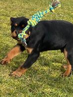 Rottweiler pups reukes, Parvo, België, Reu, 8 tot 15 weken