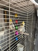 Tamme valk parkieten