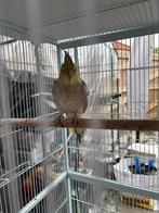 Calopsittes, Plusieurs animaux, Domestique