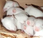 Witte muizen, Dieren en Toebehoren, Februari, Muis, Mannelijk, Tam