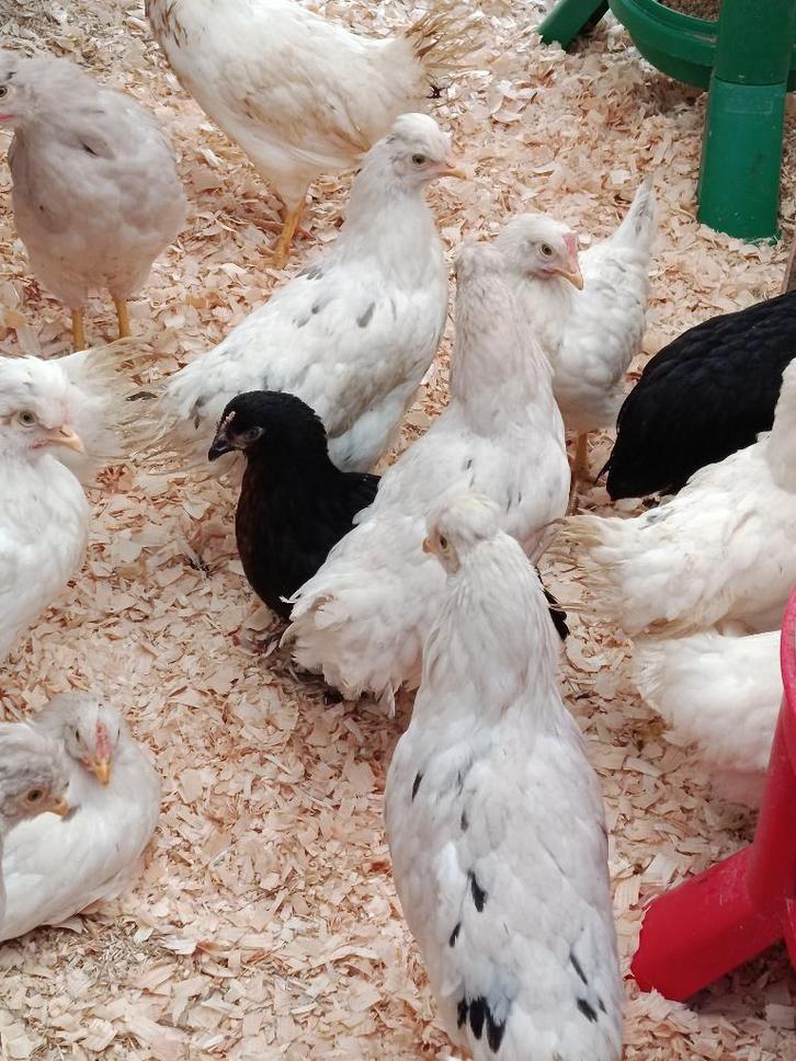 pondeurs colorants | marans & legbar 3 mois 0499/082381, Animaux & Accessoires, Volatiles, Poule ou poulet, Femelle
