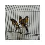 Man Kruising kapoetsensijs X putter 2025, Dieren en Toebehoren, Meerdere dieren, Wildzangvogel, Geringd