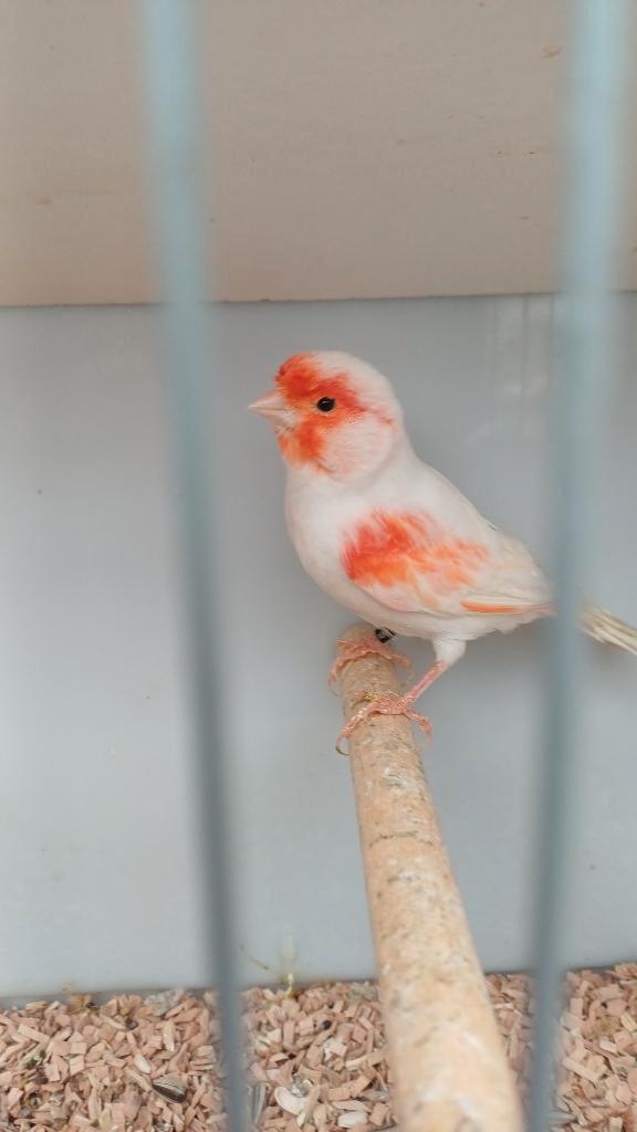 Ruime keuze kanaries, Dieren en Toebehoren, Vogels | Kanaries