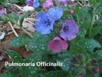 Pulmonaria officinalis of longkruid, Printemps, Couvre-sol, Enlèvement, Plante fixe