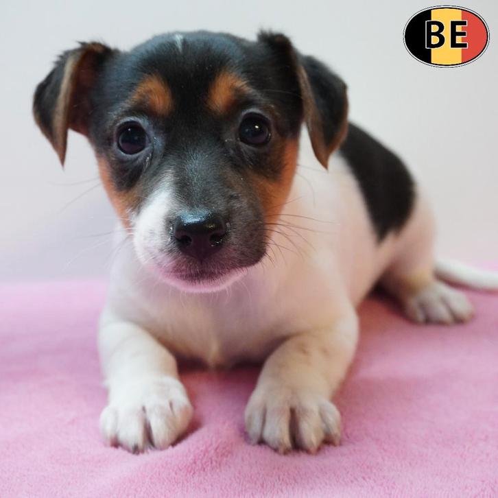 Jack Russell Terriër- Belgische pups te koop, Dieren en Toebehoren, Honden | Jack Russells en Terriërs, Meerdere dieren, Jack Russell Terriër