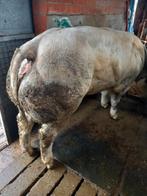 Dikbil vaars met afstamming, Dieren en Toebehoren, Vrouwelijk, 0 tot 2 jaar