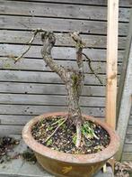 Oude meidoorn witte bloemen, Ophalen