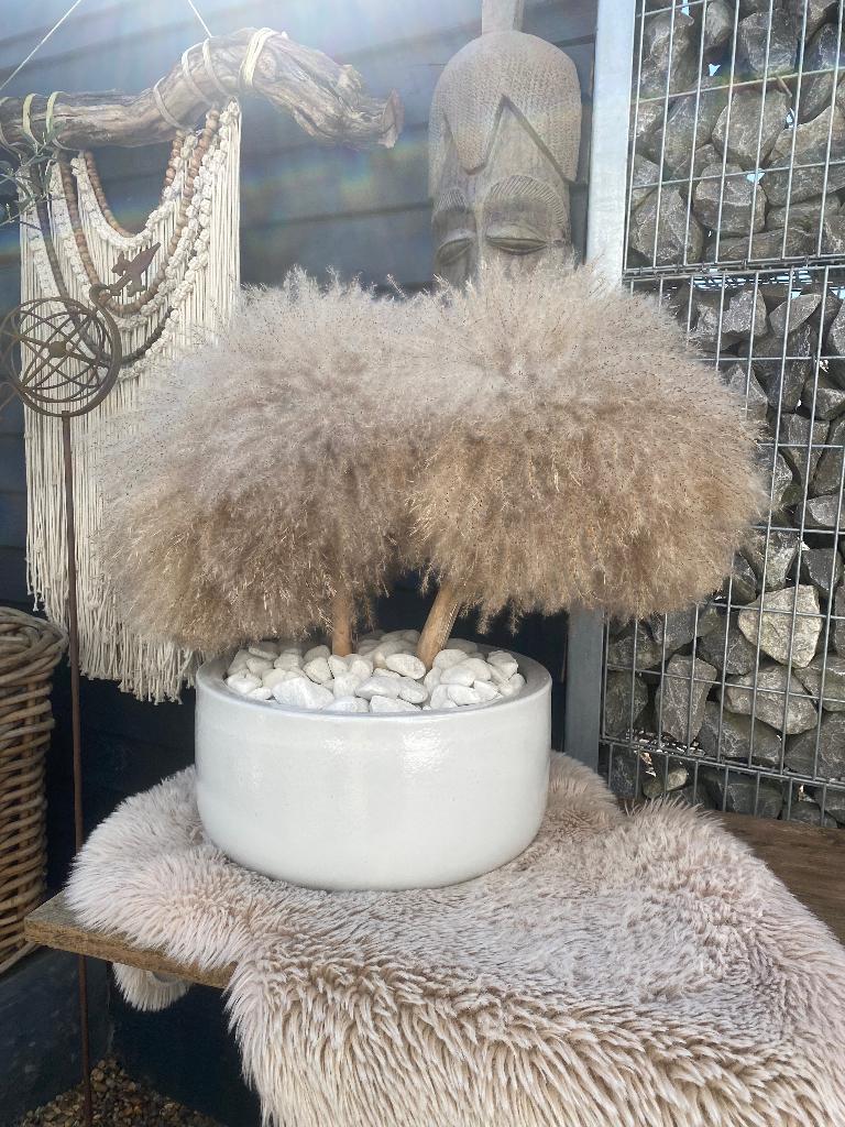 Luxe pampas - exclusieve eyecatcher, Enlèvement, Neuf