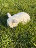 Tam minilopje me blauwe oogjes, Animaux & Accessoires, Lapins, Mâle, Petit, Oreilles tombantes, 0 à 2 ans