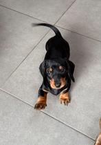 2 prachtige zusjes zoeken een liefdevolle familie, Dieren en Toebehoren, Honden | Teckels en Dashonden, Parvo, België, 15 weken tot 1 jaar