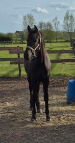 Arabo friese jaarling ruin., Animaux & Accessoires, Hongre, Avec pedigree, 0 à 2 ans