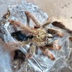 Psalmopoeus pulcher vrouw, Dieren en Toebehoren
