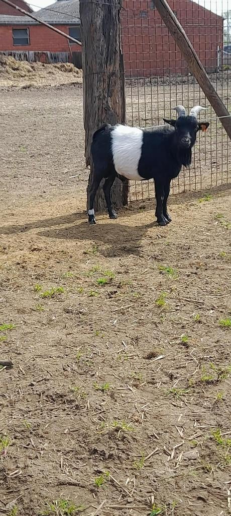 "Super mooi dwergbokje" Te huur of te koop, Animaux & Accessoires, Mâle, Chèvre, 0 à 2 ans