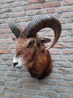 Opgezette kop moeflon taxidermie jacht gewei schedel hert, Ophalen, Wild dier, Gewei of Kop