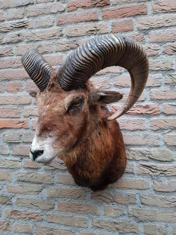 Opgezette kop moeflon taxidermie jacht gewei schedel hert  beschikbaar voor biedingen