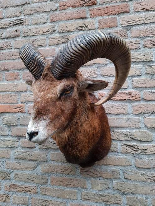 Opgezette kop moeflon taxidermie jacht gewei schedel hert, Verzamelen, Dierenverzamelingen, Gewei of Kop, Wild dier, Ophalen
