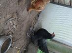 Zwarte australorp hen, Dieren en Toebehoren, Pluimvee