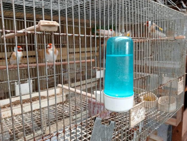 Offert, Animaux & Accessoires, Oiseaux | Oiseaux Autre, Oiseau chanteur sauvage, Bagué