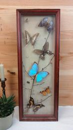 Taxidermie - Kader opgezette vlinders, Enlèvement ou Envoi, Utilisé, Insecte, Animal empaillé