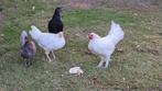 koppel  krielkippen, Dieren en Toebehoren, Pluimvee
