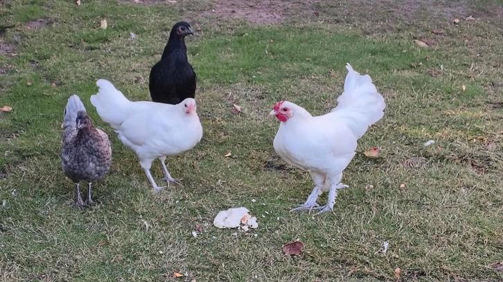 koppel  krielkippen, Dieren en Toebehoren, Pluimvee
