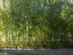 Bambou Phyllostachys decora, Enlèvement, Autres espèces, Plante fixe