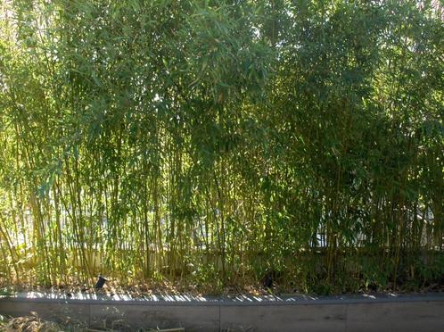 Bambou Phyllostachys decora, Jardin & Terrasse, Plantes | Jardin, Plante fixe, Autres espèces, Enlèvement