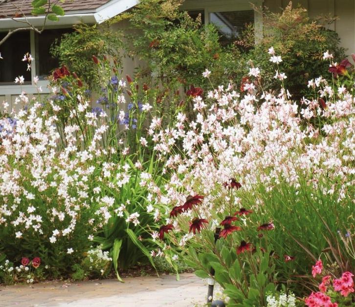 Gaura lindheimerii of Prachtkaars, Tuin en Terras, Planten | Tuinplanten, Vaste plant, Volle zon, Zomer, Ophalen