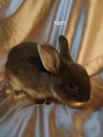 Konijnen, Dieren en Toebehoren, Mannelijk, Klein, 0 tot 2 jaar