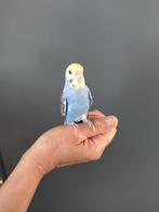 handtamme grasparkietjes, Dieren en Toebehoren, Meerdere dieren, Parkiet, Tam