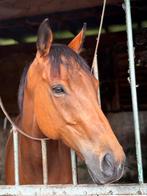 Halve stal aangeboden, Dieren en Toebehoren, Paarden, Merrie