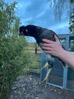 Twee prachtige hanen