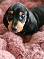 Teckel pupjes, Dieren en Toebehoren, België, Fokker | Hobbymatig, CDV (hondenziekte), 8 tot 15 weken