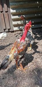 Shamo (cou nu malgache), Dieren en Toebehoren